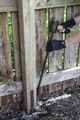 Post Buddy Pack Of 2 Lumber Fence Repair Stakes To Fix 1 Broken