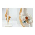 Knee Joint Simulation Model Medical Anatomy Human 1 Life Size 
