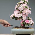 Bamboomn Bonsai Root Rake Tool 1 Piece