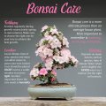 Bamboomn Bonsai Root Rake Tool 1 Piece