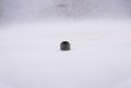 Solarhome 8pcs Valve Stem Seal 11420-13150 Compatible With Kubota D722 D782 D902 V2607