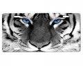Tiger Eyes License Plate 