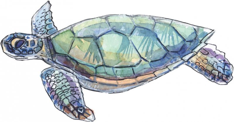 Stickertalk Left Facing Sea Turtle Vinyl Sticker 5 Inches By 3