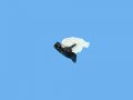 Mopar 12-19 For Fiat 500 Abarth Hatchback Liftgate Latch Lock Actuator Compatible 68070071ad 