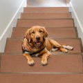 Mat Block Asm001bn-1 Torin Stair Treads Non-slip Runners For Wooden Steps 100 Polyester Tpr Backing Reusable Safe Elders Kids 