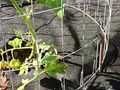 Pape 50 Piece Steel Tent Pegs Garden Stakes Premium Tree Tarp Balloon 10 Heavy Duty