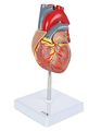 Axis Scientific 2-part Deluxe Life-size Human Heart 