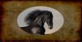 Mustang Horse Photo License Plate Free Personalization On This