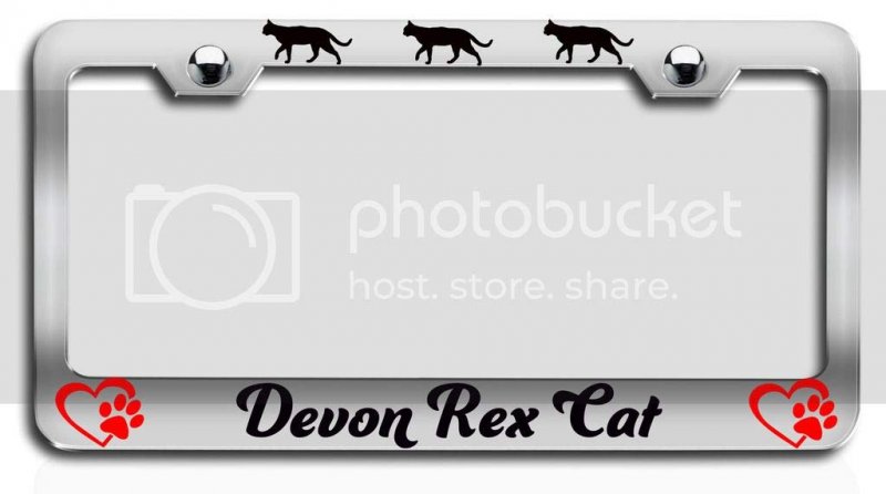 Devon Rex Cat Chrome Metal License Plate Frame Heavy Duty Stainless Steel Tag Holder For Us And Canada Vehicles 12 5 X 6 In