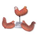 3b Scientific K15 2 Part Stomach Model 9 8 X 7 4 