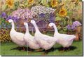 Garden March By Marcia Matcham Goose Ceramic Tile Mural 18 X 12 Kitchen Shower Backsplash 