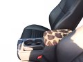 Lincoln Ls 2002-2006 Sedan Auto Center Armrest Console Cover Protects From Dirt And Damage Renews Old Damaged Consoles-giraffe 