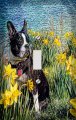 Boston Terrier In Daffodils Switchplate Switch Plate Cover 