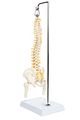 Axis Scientific Miniature Vertebral Column Anatomy Model Includes Spinal Nerves And Comes With Sturdy Spine Stand A 3