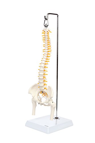 Axis Scientific Miniature Vertebral Column Anatomy Model Includes Spinal Nerves And Comes With Sturdy Spine Stand A 3