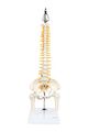 Axis Scientific Miniature Vertebral Column Anatomy Model Includes Spinal Nerves And Comes With Sturdy Spine Stand A 3