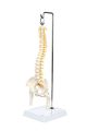 Axis Scientific Miniature Vertebral Column Anatomy Model Includes Spinal Nerves And Comes With Sturdy Spine Stand A 3