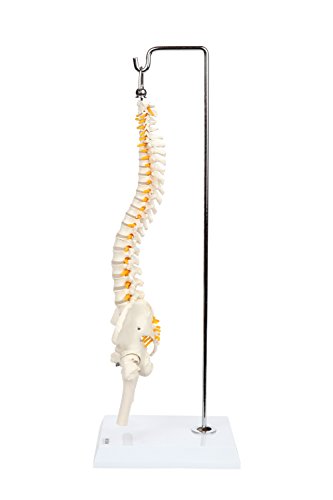 Axis Scientific Miniature Vertebral Column Anatomy Model Includes Spinal Nerves And Comes With Sturdy Spine Stand A 3