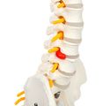 Axis Scientific Miniature Vertebral Column Anatomy Model Includes Spinal Nerves And Comes With Sturdy Spine Stand A 3