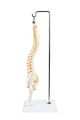 Axis Scientific Miniature Vertebral Column Anatomy Model Includes Spinal Nerves And Comes With Sturdy Spine Stand A 3 