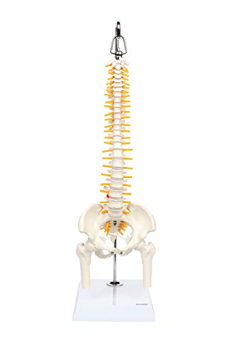 Axis Scientific Miniature Vertebral Column Anatomy Model Includes Spinal Nerves And Comes With Sturdy Spine Stand A 3
