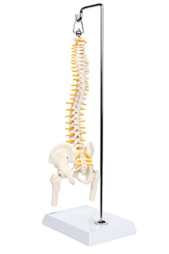 Axis Scientific Miniature Vertebral Column Anatomy Model Includes Spinal Nerves And Comes With Sturdy Spine Stand A 3