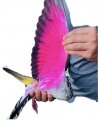 Pintura Color Neon Para Palomos Deportivos Gt Spain Decorativa Palomas Aves Paint For Pigeons Birds Verde Green 