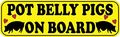 10in X 3in Pot Belly Pigs On Board Magnet Pet Bumper Magnets By Stickertalk 