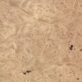 Maple Burl 3 Sq Ft Veneer Pack 