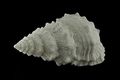 Resin Accent Lamps Giant Off-white Decorative Horned Conch Shell Lamp 17 In X 7 9 5 Inches Model 69102 