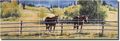 Patience By Liz Mitten Ryan Horses Equine Ceramic Tile Mural 8 5 X Kitchen Shower Backsplash 