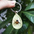Ptgmh Black Scorpion Resin Keychain With Real Insect Sample Glow In The Dark Crafts For Men Spider Ant Crab Wasp Spider