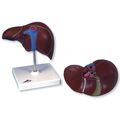 3b Scientific K25 Liver With Gall Bladder Model 7 1 X 4 