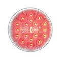 Grand General 77094 Red 4 Round Spyder 20-led Stop Turn Tail Sealed Light With Clear Lens 