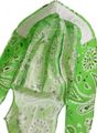Skull Cap Neon Lime Green Paisley With Sweatband Aka Bikers Head Wrap Headwrap Durag Doo Rag Bandana Bandanna 80 Polyester 20