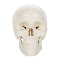 Axis Scientific Miniature Skull 