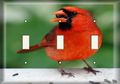 Three Switch Plate Vocal Cardinal 