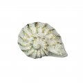 Zeckos Set Of 6 Rustic Antique White Finish Cast Iron Nautilus Shell Drawer Pulls 2 Inches Long Nautical Seashell Cabinet Knobs 