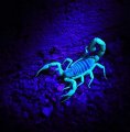 Hqrp 68 Leds Flashlight Blacklight 395nm For Scorpions Hunting Scorpion Illumination Plus Sun Meter