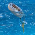 Graphics More Mountain Fly Fishing Bear Stream Lake Fish Floating Keychain Oval Foam Boat Buoy Key Float