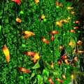 35 Led Red Green And Yellow Chili Pepper String Lights 18 Ft Wire Decorative Lighting For Indoor Outdoor Party Kitchen Garden 