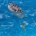 Graphics More Trees Forest Woods Outdoors Camping Pattern Floating Keychain Oval Foam Fishing Boat Buoy Key Float