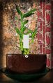 Asian Bamboo Decorative Switchplate Cover 