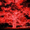 Yescom Solar String Lights 36ft 100 Led Waterproof Red Xmas Outdoor Decoration For Wedding Party Garden Tree Yard 