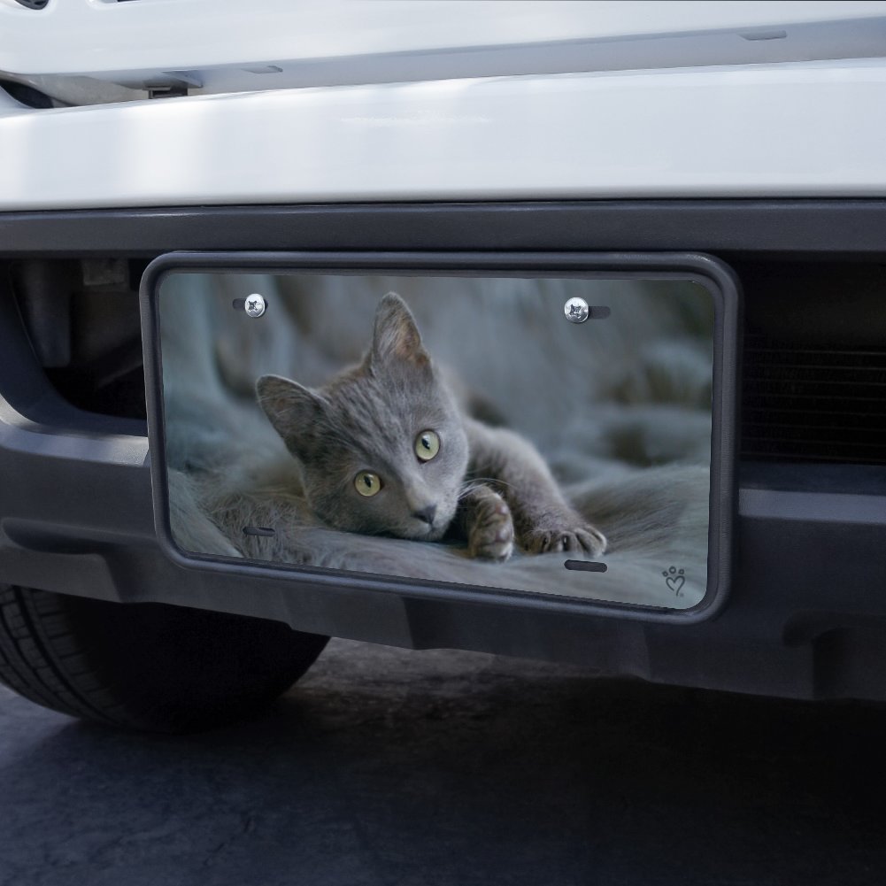 Graphics More Gray Domestic Shorthair Kitten Cat Fur Novelty Metal Vanity Tag License Plate