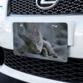 Graphics More Gray Domestic Shorthair Kitten Cat Fur Novelty Metal Vanity Tag License Plate 