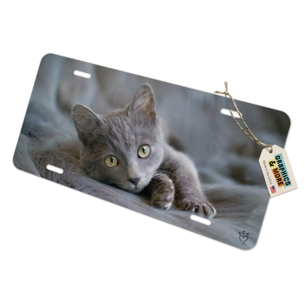 Graphics More Gray Domestic Shorthair Kitten Cat Fur Novelty Metal Vanity Tag License Plate
