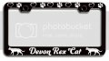 Devon Rex Cat Metal License Plate Frame Black Heavy Duty Steel Tag Holder For Cars Trucks And Suvs 12 5 X 6 In Universal Fit 