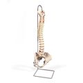 3b Scientific A58 4 Classic Flexible Spine Model With Female Pelvis 29 1 Height 