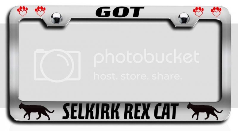 Got Selkirk Rex Cat Pets Chrome Metal License Plate Frame Heavy Duty Stainless Steel Tag Holder For Us And Canada Vehicles 12 5